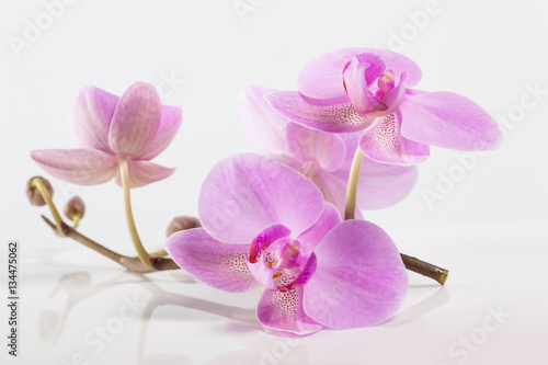 Naklejka dekoracyjna orchid flowers. Spa. Beautiful floral background