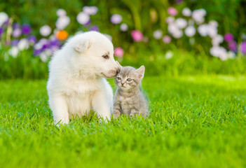 Poster - Puppy sniffing kitten on green grass