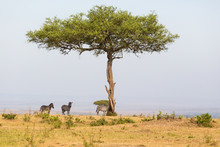 Lonely Tree On The Savannah With Zebras In The Shade