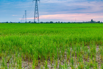 Wall Mural - High voltage electrical transmission line and tower in the green rice field during sunset