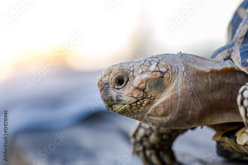 Zdjęcie XXL Zamyka up India żółw