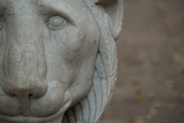 closeup muzzle old marble lion