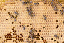 Honey Bees On Mainly Capped Worker Bee Brood Comb
