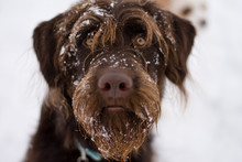 Face Shot Of Brown Dog In The Snow