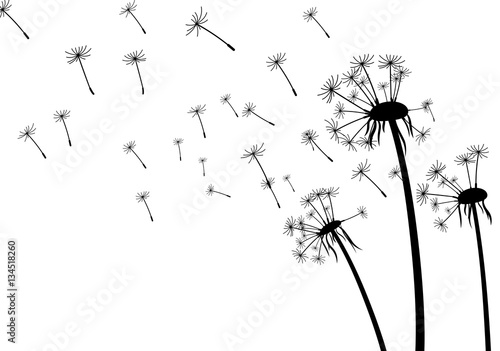 Fotografering  White background with dandelions.