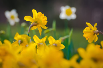Fotomurales - Frohe Ostern! Gelbe Osterglocken und weiße Narzissen vor dunklem Hintergrund, Frühlingsgarten, Gartenkalender