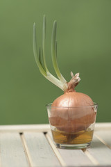 Sprouted onion on a vintage surface and green background