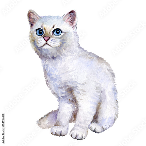 Watercolor Close Up Portrait Of Popular British Shorthair Silver