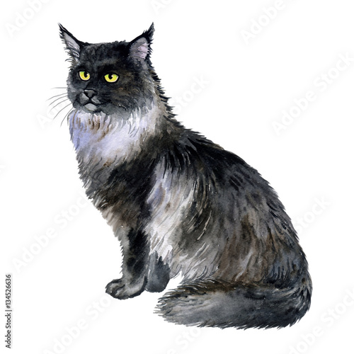 Watercolor Close Up Portrait Of American Longhair Maine Coon Cat