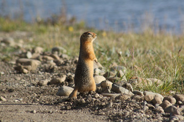 Ground squirrel, Tuktoyaktuk, Canada