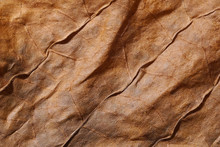 Dried Tobacco Leave With Visible Structure