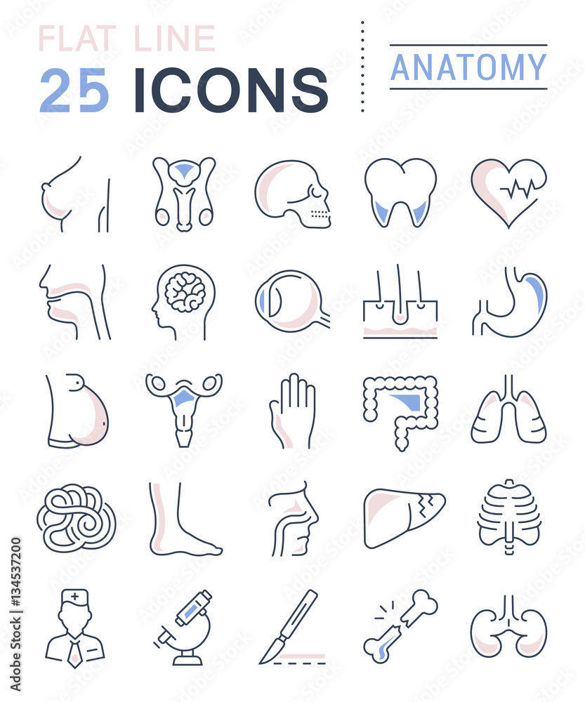 Set Vector Flat Line Icons Anatomy Stock Vector | Adobe Stock
