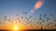 Silhouettes flock of birds over the Atlantic ocean during sunset. Seagulls and albatross.