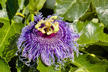 Passiflora Incarnata, Purple Passion Flower