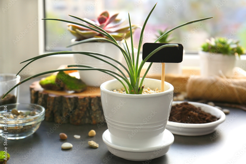 Beautiful houseplant on windowsill