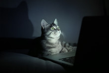 Cute Funny Cat With Laptop On Sofa At Home
