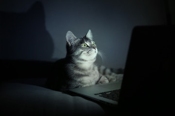 Cute funny cat with laptop on sofa at home