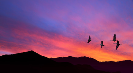 Wall Mural - Sandhill Cranes flying across pink cloudy sky