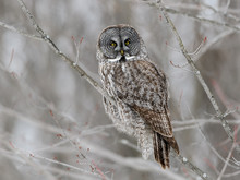 Great Gray Owl Perched In Trees In Winter
