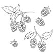 vector monochrome contour illustration of raspberry berries set