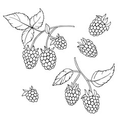 vector monochrome contour illustration of raspberry berries set