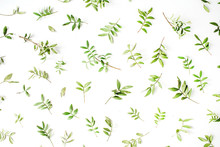 Green Branches And Leaves On White Background. Flat Lay, Top View