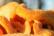 Orange And Yellow Fungus Macro