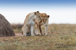 Lions of Double Cross pride in Masai Mara