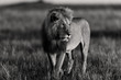 Lion Romeo 2, leader of Double Cross Pride, in Masai Mara