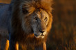 Portrait of Lion Romeo 2 in Masai Mara
