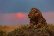 Lion Earless late evening at sunrise in Masai Mara