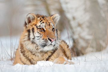 Wall Mural - siberian tiger in snow fall, birch tree. amur tiger sitting in snow. tiger in wild winter nature. ac