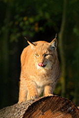 Wall Mural - eurasian lynx in the forest, on the tree trunk. cute lynx in the autumn forest. wildlife scene from 