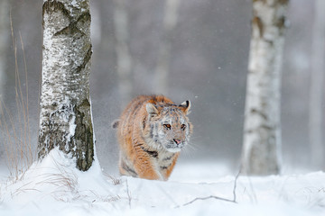 Wall Mural - tiger in snow