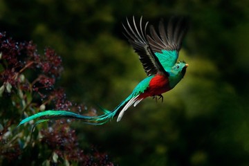 flying resplendent quetzal, pharomachrus mocinno, savegre in costa rica, with green forest backgroun