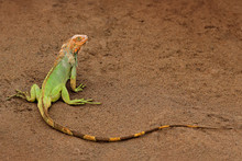 Green Iguana, Iguana Iguana, Portrait Of Orange And Green Big Lizard In The Dark Green Forest. Animal In The Nature Tropic River Habitat, Carara National Park, Costa Rica. Lizard With Long Tail.