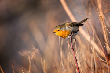 Wall Mural - Skillful robin bird on the branch