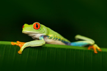 Wall Mural - Beautiful exotic animal from central America. Red-eyed Tree Frog, Agalychnis callidryas, animal with big red eyes, in the nature habitat, Panama. Frog in the nature. Beautiful frog in forest.