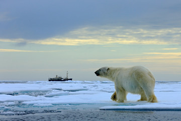 Wall Mural - Polar bear on the drift ice with snow, blurred cruise vessel in background, Svalbard, Norway