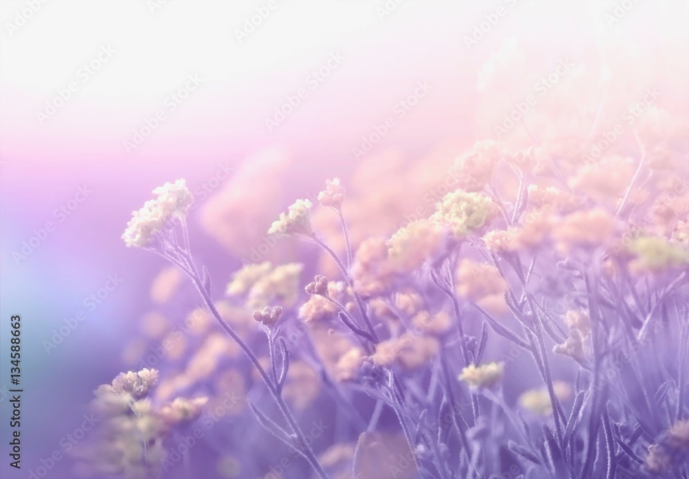 Abstract floral spring summer natural template border with beautiful soft blurred lilac purple tones background sunlight. Wild campestral flowers on meadow. Dreamy gentle air artistic image. - obrazy, fototapety, plakaty 