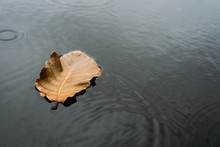 The Leaves Float On The Water