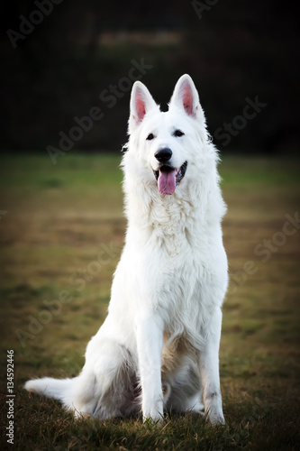 Chien Berger Blanc Suisse Assis Buy This Stock Photo And