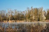 Fototapeta Na ścianę - Fog over the river. Frosted trees in the morning in winter.