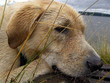 blonder Labrador liegt in nassem Gras