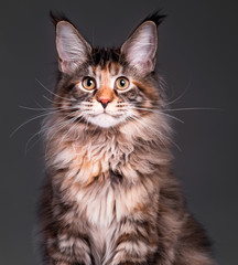 Wall Mural - Portrait of domestic tortoiseshell Maine Coon kitten. Fluffy kitty on grey background. Close-up studio photo adorable curious young cat looking at camera.