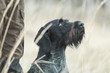 © Westend61 - German Wirehaired Pointer