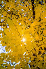 Wall Mural - colorful foliage in the autumn park. golden leaves on branch, autumn wood with sun rays, beautiful l