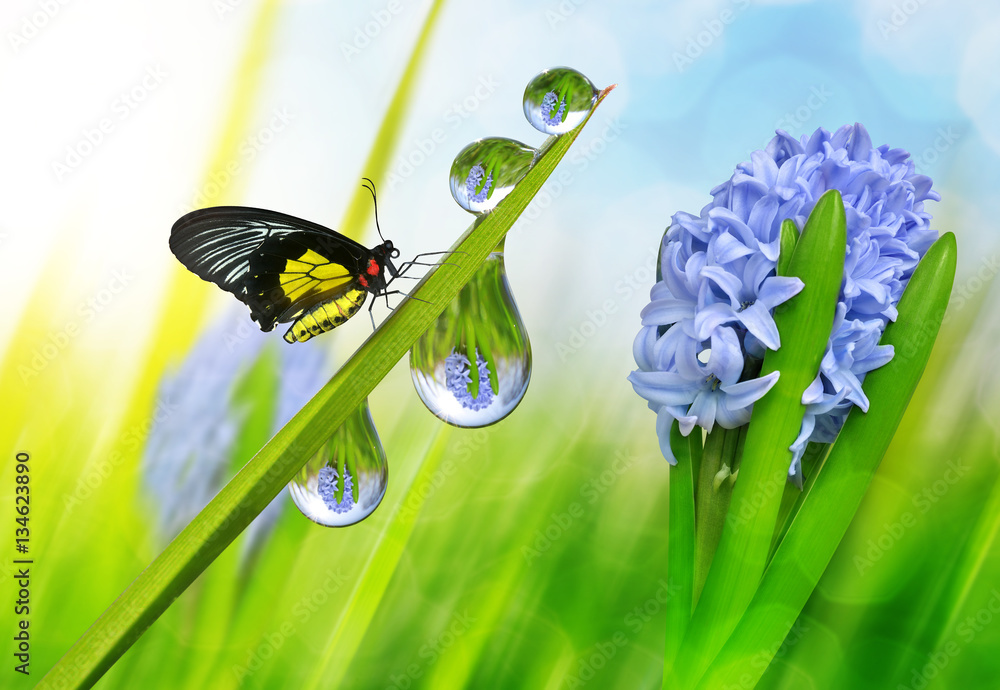 Spring flower hyacinth and dew drops on green grass with butterfly. - obrazy, fototapety, plakaty 