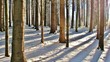 Licht und Schatten im Winterwald