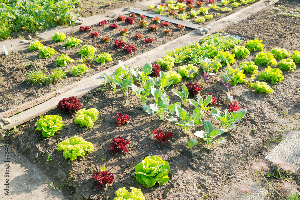 Fresh young green lettuce plants and kohlrabi on a sunny vegetable garden patch - obrazy, fototapety, plakaty 